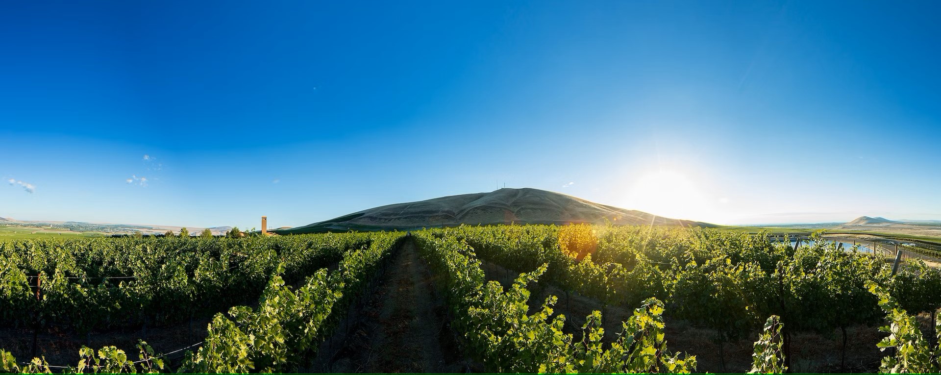 vineyard_pano1